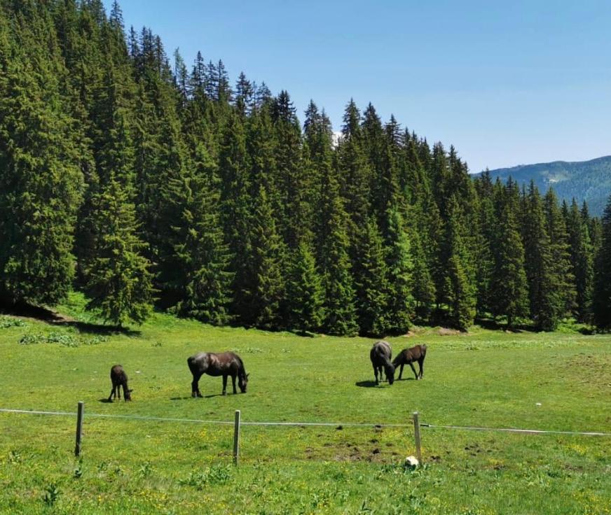Lindbichlhof Urlaub Am Bio Bauernhof Daire Sankt Johann im Pongau Dış mekan fotoğraf