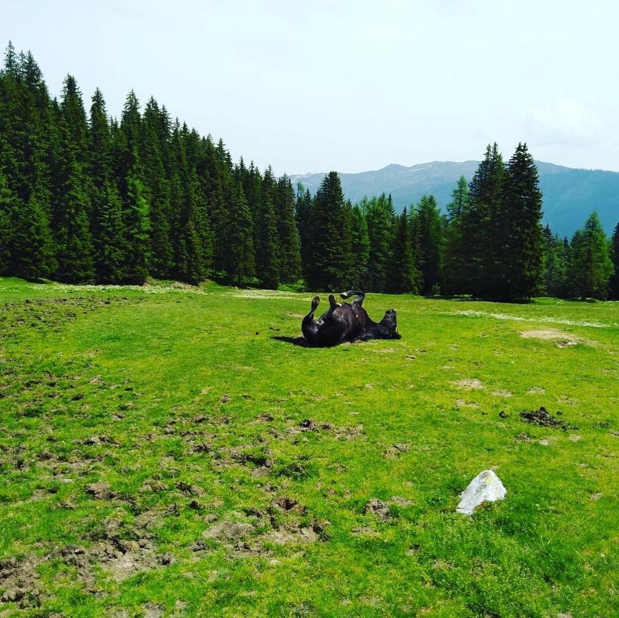 Lindbichlhof Urlaub Am Bio Bauernhof Daire Sankt Johann im Pongau Dış mekan fotoğraf