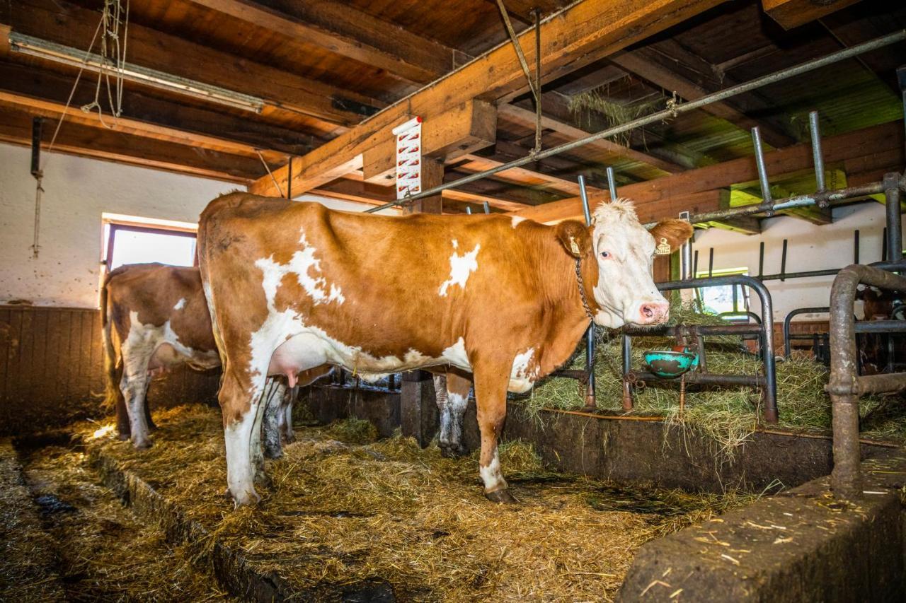 Lindbichlhof Urlaub Am Bio Bauernhof Daire Sankt Johann im Pongau Dış mekan fotoğraf